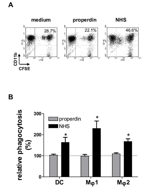 Properdin Alone Does Not Enhance Phagocytosis Cfse Labeled Necrotic