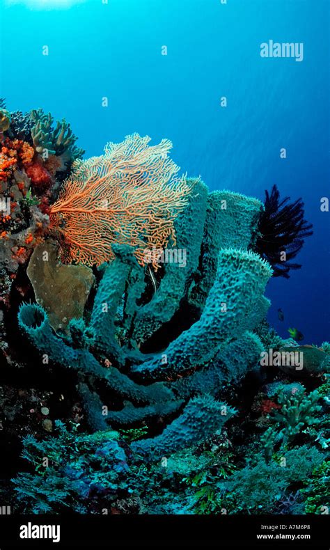 Coral Reef With Sponge Porifera Indonesia Wakatobi Bandasea Celebes