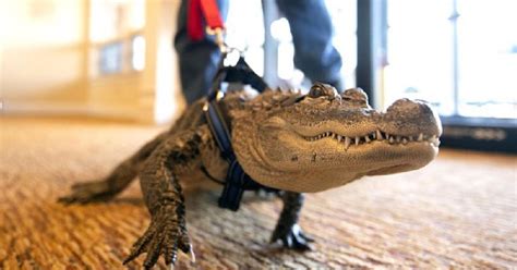 Meet Wally, The Emotional Support Alligator Who Likes To Give Hugs