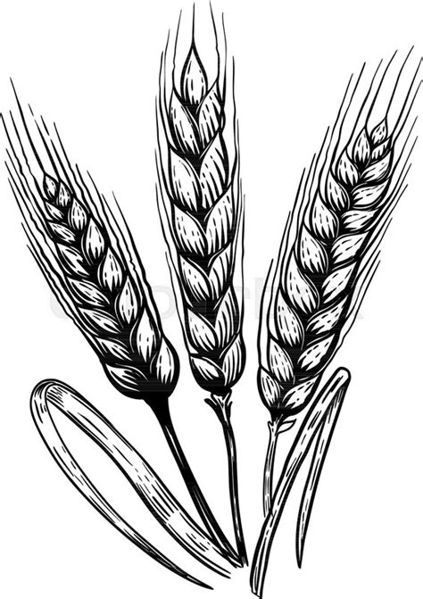 Wheat Plant Drawing | Free download on ClipArtMag