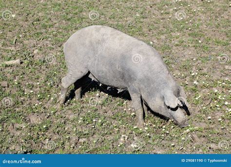 Black Iberian Pig On A Meadow Stock Photo - Image: 29081190