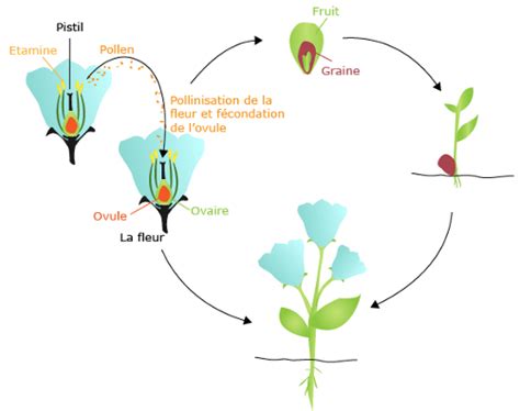 Quels sont les différents modes de reproduction des plantes