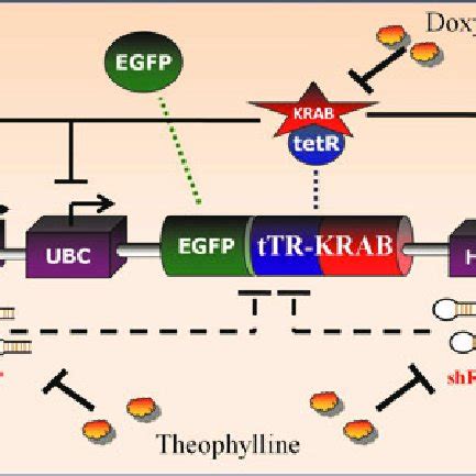 Schematic diagram of the function of the gene regulatory network. (a)... | Download Scientific ...