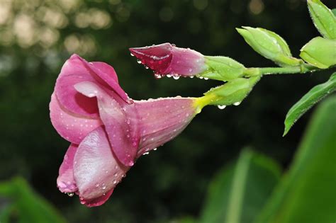 Imagenes De Flores Exoticas De Mexico