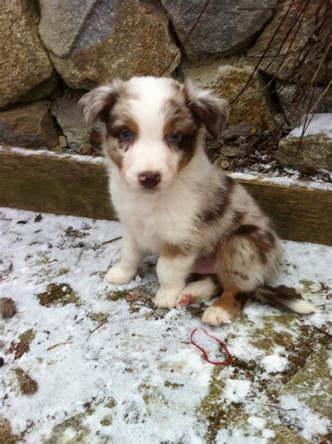 Australian Shepherd Welpen Mit ASCA Papieren In Cham Tiere