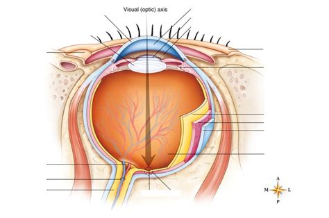 Anatomy Of The Eye Diagram Quizlet