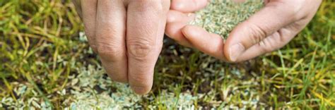 Repairing Your Lawn With Grass Seed Turfonline