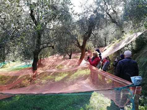 Andora Torna La Camminata Tra Gli Olivi Una Giornata Allaria