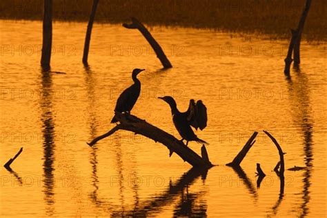 Two Great Cormorants Perched On Dead Tree Trunk In Lake Stretching