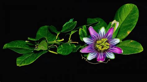 Passion Flower Wallpapers Wallpaper Cave