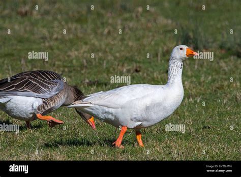 Escaped Emden Goose Embden German Breed Of White Domestic Goose