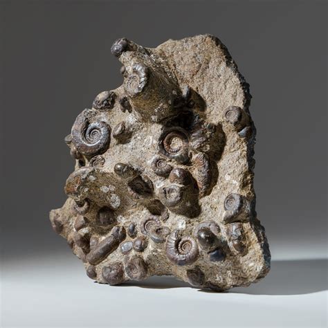 Genuine Natural Fossilized Ammonite Cluster Astro Gallery Touch Of