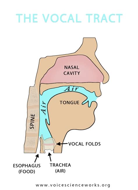 Vocal Tract - Voice Science Works