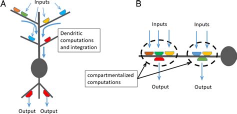 The Synaptic Organization In The Caenorhabditis Elegans Neural Network