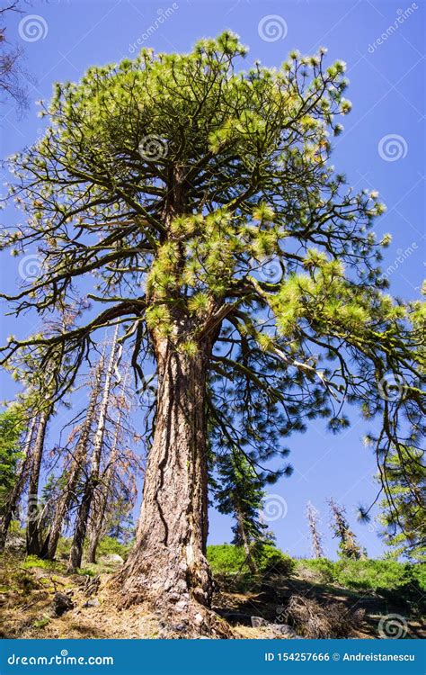 Tall Ponderosa Pine Pinus Ponderosa Tree Growing In Yosemite National