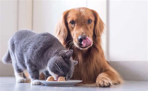 Les Chiens Peuvent Ils Manger De La Nourriture Pour Chats Est Il