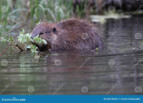 North American Beaver Castor Canadensis Alberta Canada Stock Image