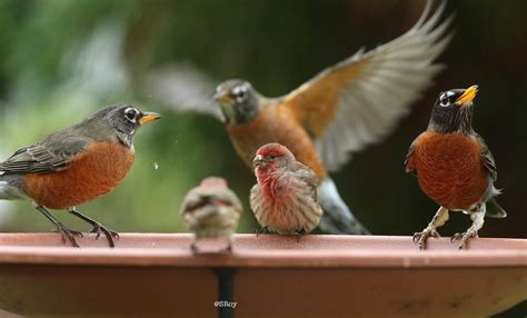 You're Invited: North Carolina's 21st Great Backyard Bird Count | Audubon North Carolina