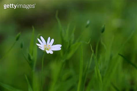 Summer Meadow With Green Grass And White Flower Of Greater Stitchwort