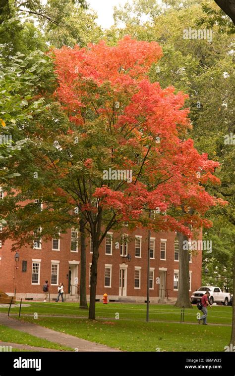 Fall Foliage in Harvard Yard Harvard University Cambridge MA ...