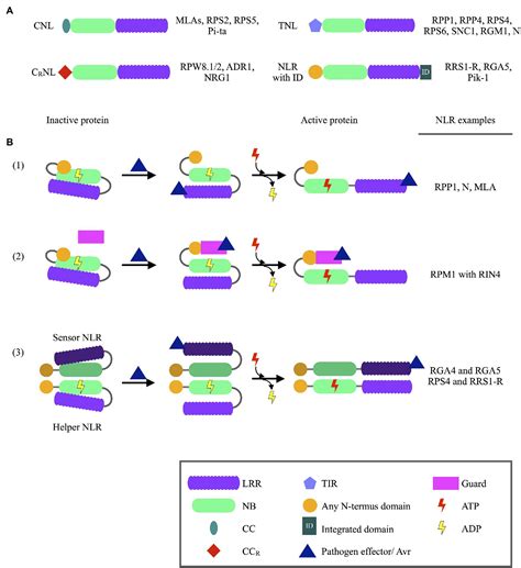 Frontiers The Ups And Downs Of Plant Nlr Expression During Pathogen