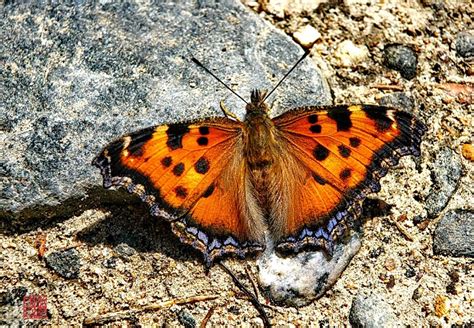 Нимфалиды - семейство бабочек нимфалиды, сколько живут | Виды