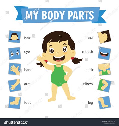 Human Body Parts Poster For Kids