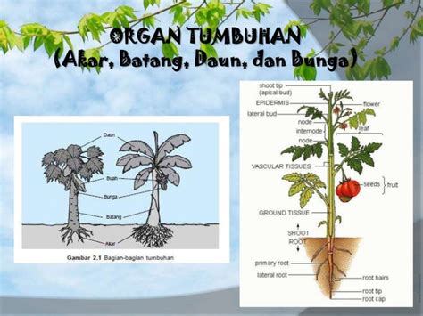 Biologi-organ tumbuhan