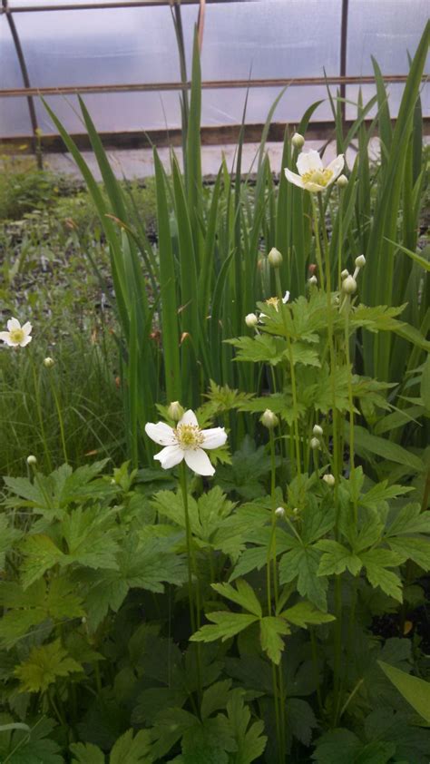 Anemone Virginiana Possibility Place