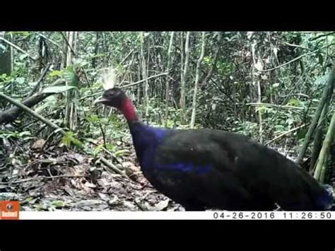 Descubre Todo Sobre El Impresionante Pavo Real Del Congo