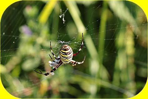 Argiope Frelon Et Pi Ride Du Chou