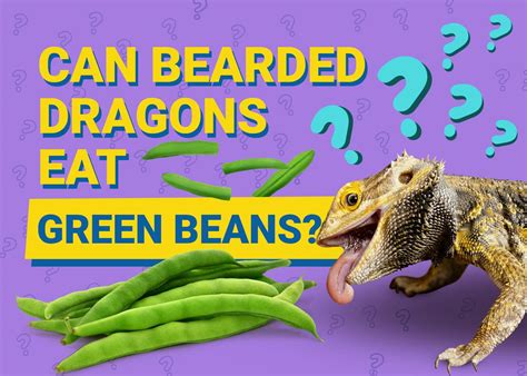 Can Bearded Dragons Eat Green Beans? Vet-Verified Facts & FAQ | The Vet ...