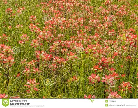 Indian Paintbrush Wildflowers 6 Stock Image - Image of botanical ...