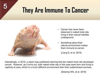 Longevity Secrets Of The Naked Mole Rat PPT