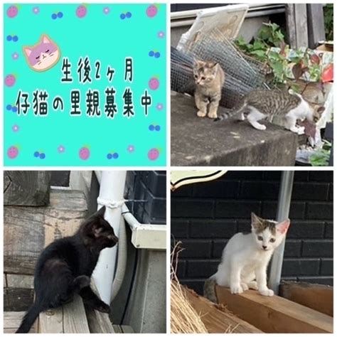 家族になってください のり 研究学園の猫の里親募集｜ジモティー