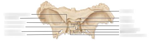 Sphenoid Bone Superior View Diagram Quizlet