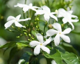 Garden Star Jasmine Evergreen Climbing Garden Plant For Trellis Fences