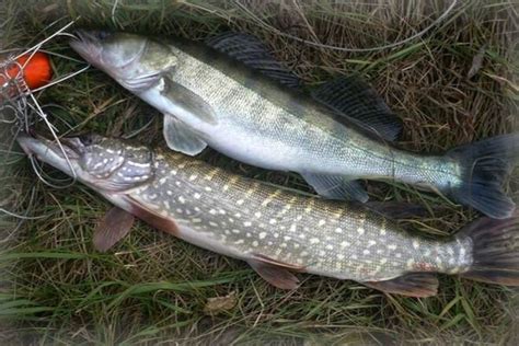 Ароматизаторы для рыбы своими руками – готовим сами на любой «вкус ...