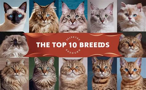 Top 10 Best Cat Breeds – ShoppingSimba