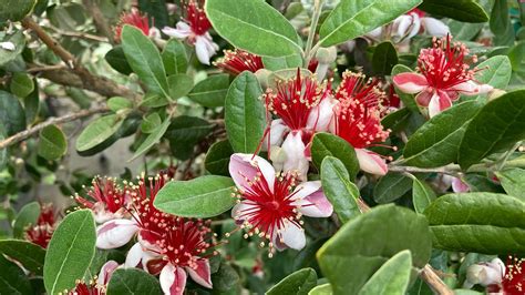 Árbol De Guayaba Piñapineapple Guava Y Su Floración Youtube