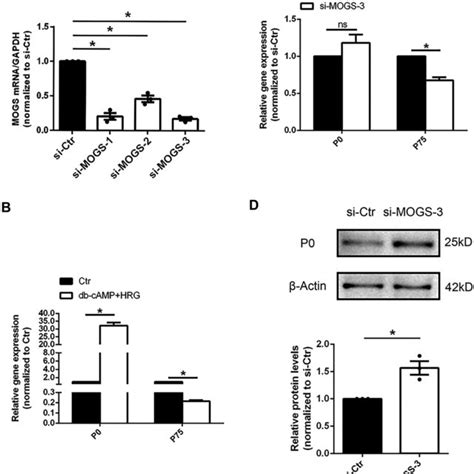 Knockdown Of Mogs Promotes Schwann Cell Proliferation A Transfection