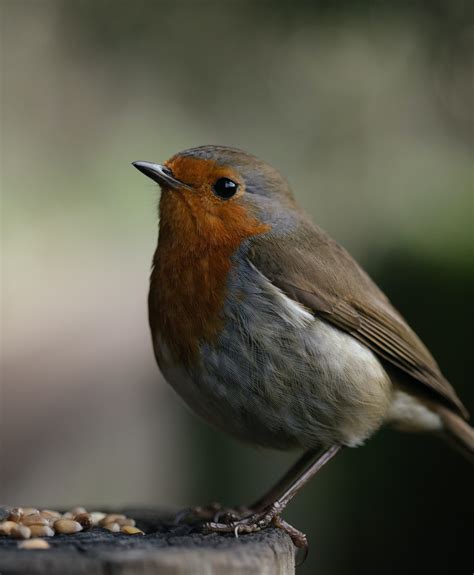 Birdwatching equipment list for beginners - Birdwatching UK