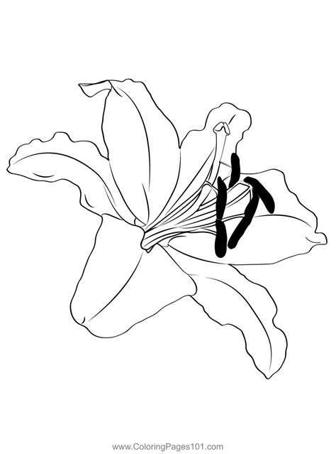 Oriental Lily Coloring Page For Kids Free Lilies Printable Coloring