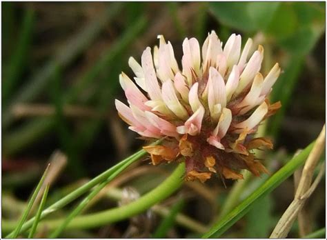 Irish Wildflowers Strawberry Clover Trifolium Fragiferum Seamair