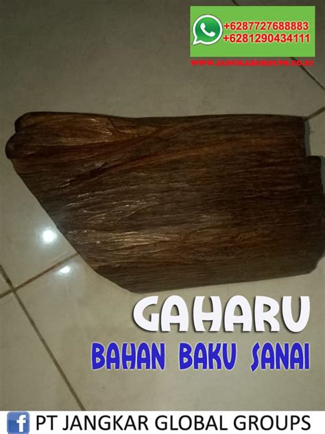 Jual Beli Kayu Gaharu Untuk Export