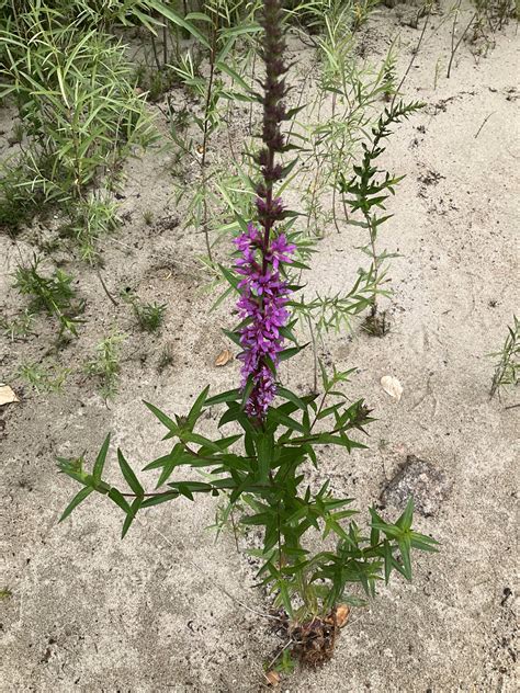 Purple loosestrife - CKISS - Central Kootenay Invasive Species Society