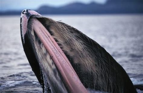 The Differences Between Baleen and Toothed Whales