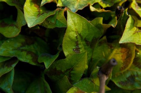 Persicaria Lance Corporal April 19 2011 203 Scott Weber Flickr