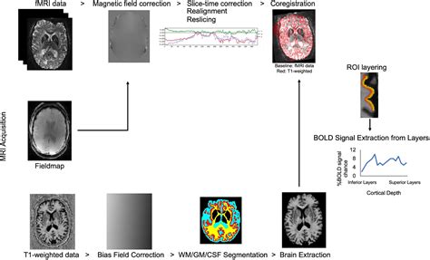 Frontiers Laminar Functional Magnetic Resonance Imaging In Vision