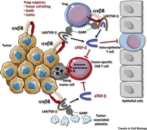 Controlling Immunity And Inflammation Through Integrin Dependent